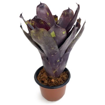 Neoregelia Dark Purple Tone