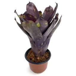 Neoregelia Dark Purple Tone EN 2