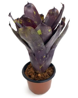 Neoregelia Dark Purple Tone