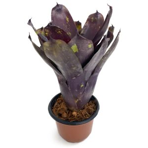 Neoregelia Dark Purple Tone