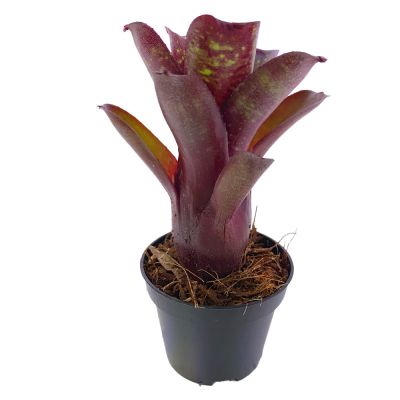 Neoregelia Dartanion