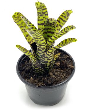 Neoregelia Eteria