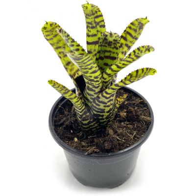 Neoregelia Eteria
