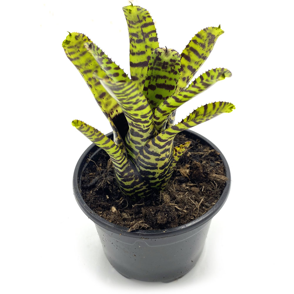 Neoregelia Eteria 1