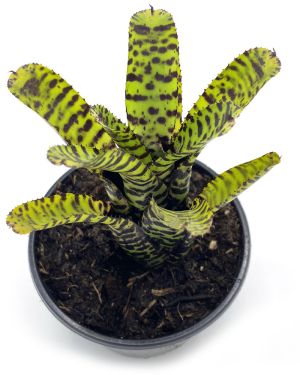Neoregelia Eteria