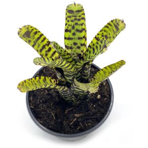 Neoregelia Eteria