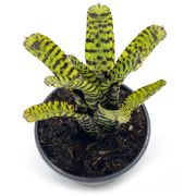 Neoregelia Eteria