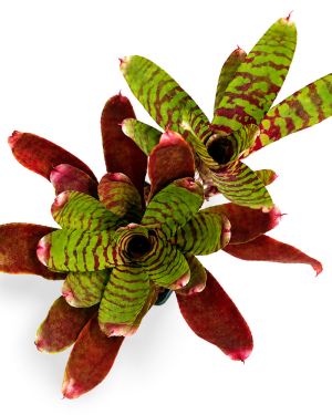 Neoregelia Fever Pitch