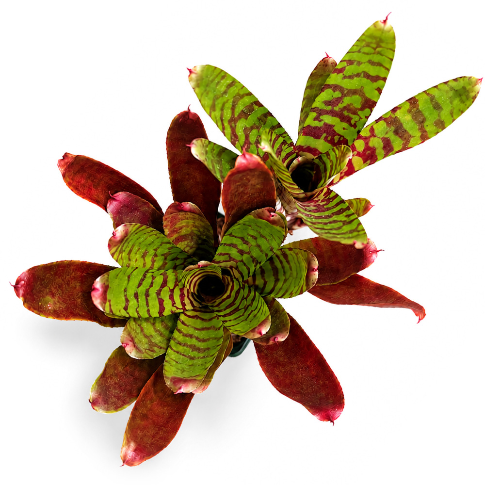 Neoregelia Fever Pitch