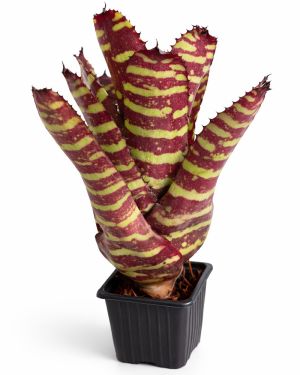Neoregelia Golden Pheasant