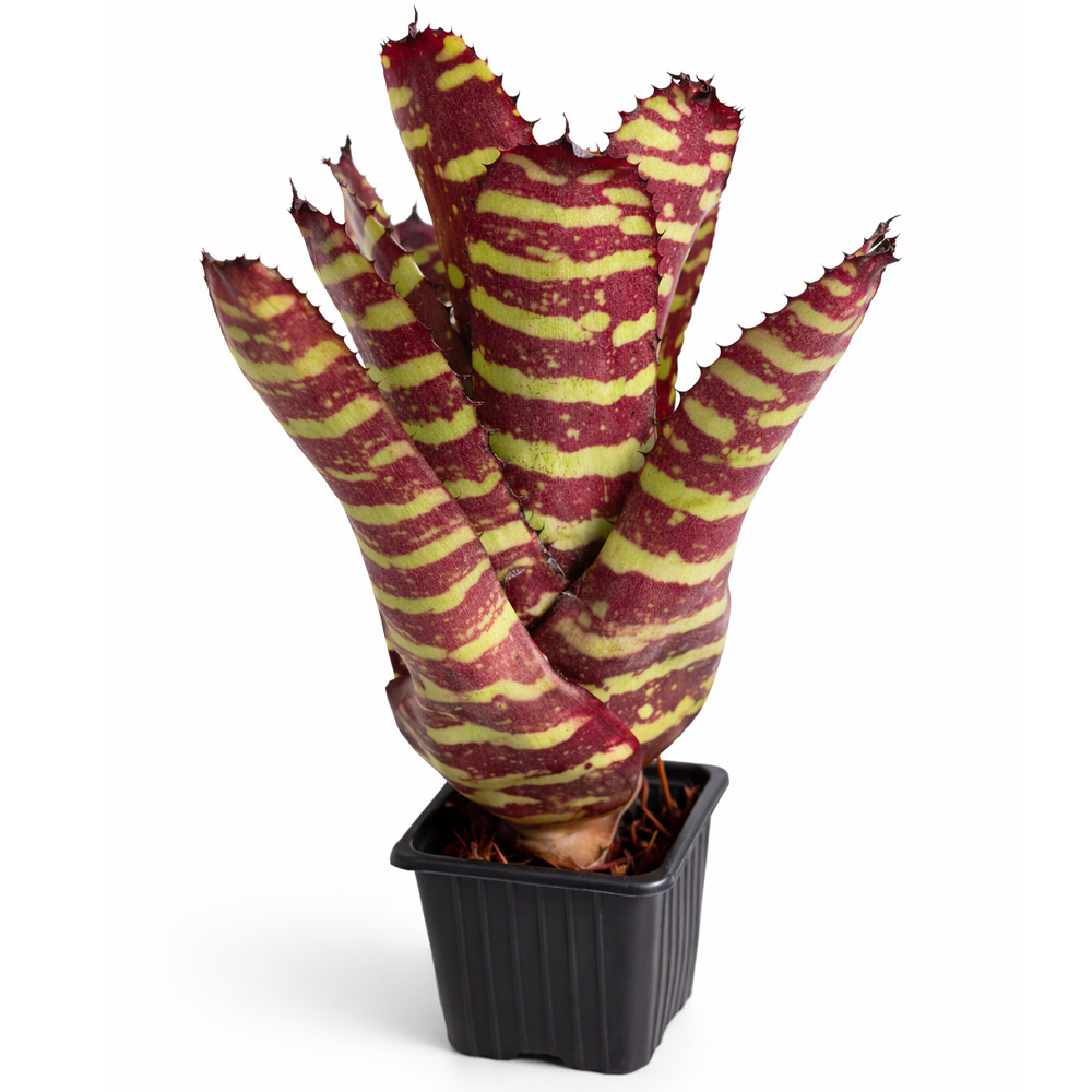 Neoregelia-Golden-Pheasant-1-1