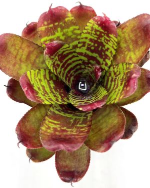 Neoregelia Golden Pheasant