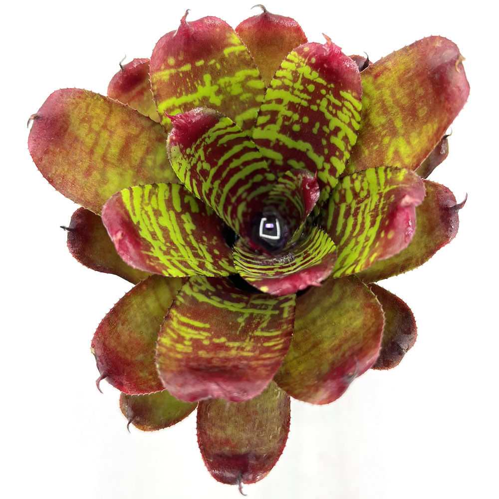 Neoregelia Golden Pheasant 1
