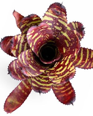 Neoregelia Golden Pheasant