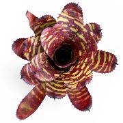 Neoregelia-Golden-Pheasant 2