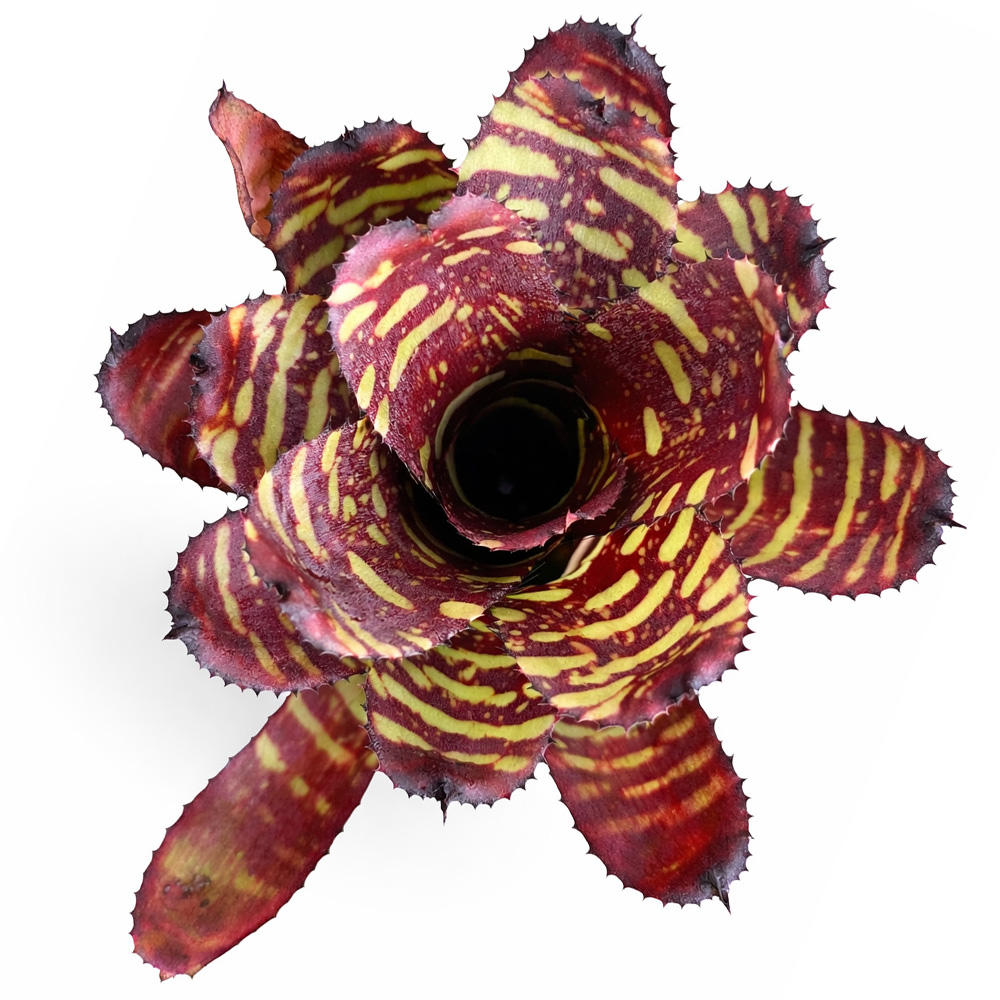 Neoregelia-Golden-Pheasant 2