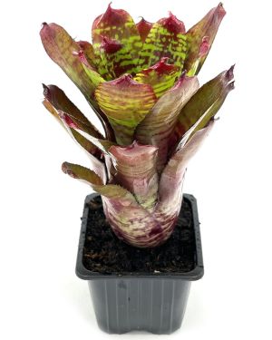 Neoregelia Golden Pheasant