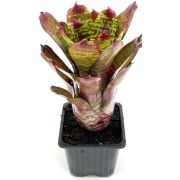 Neoregelia Golden Pheasant 2