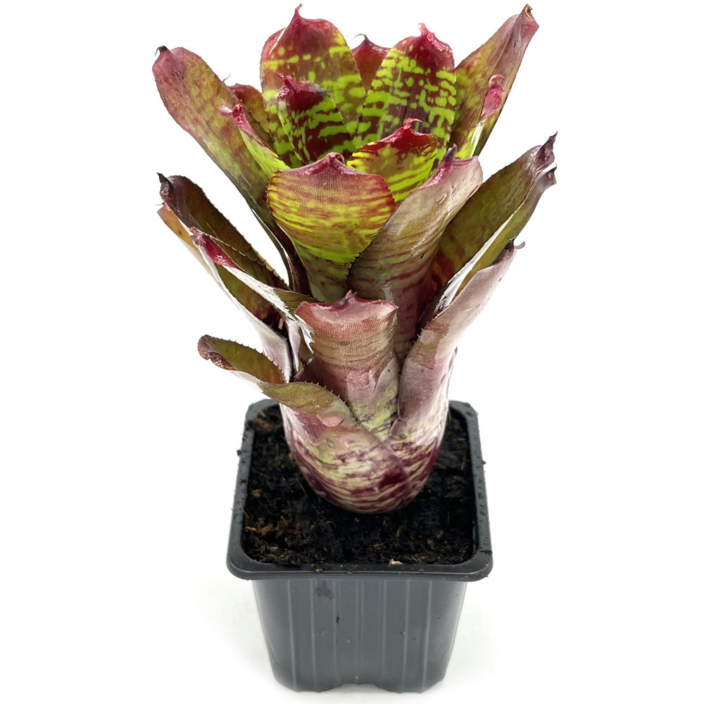 Neoregelia Golden Pheasant 2