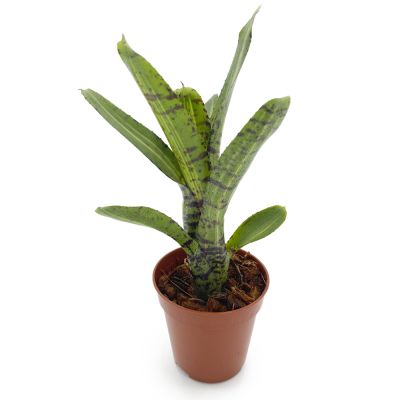 Neoregelia Gremlin