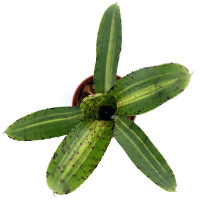 Neoregelia Gremlin