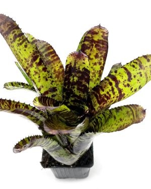Neoregelia Hannibal Lecter x Cheers