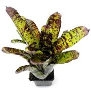 Neoregelia Hannibal Lecter x Cheers 1