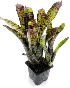 Neoregelia Hannibal Lecter x Cheers