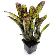 Neoregelia Hannibal Lecter x Cheers 2