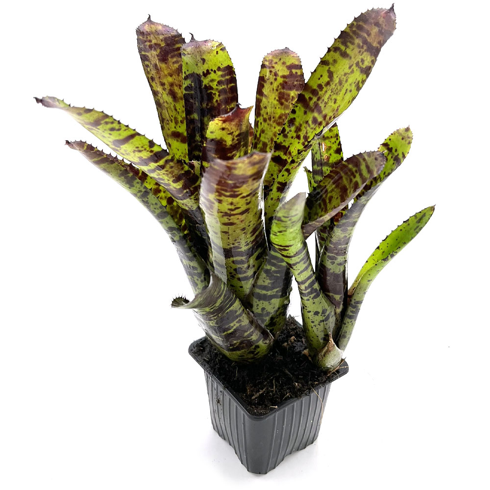 Neoregelia Hannibal Lecter x Cheers 2