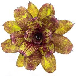 Neoregelia Lokelani x Super Cute 1