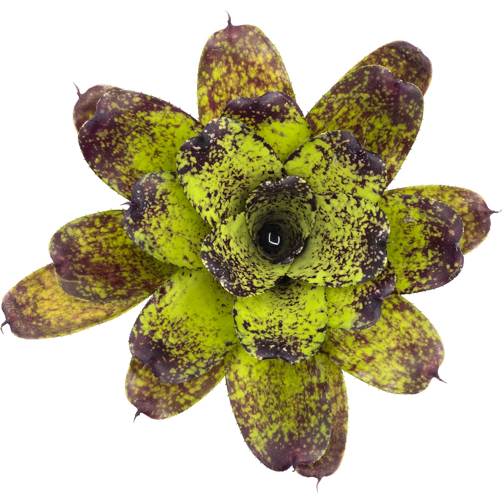 Neoregelia Lokelani x Super Cute 3