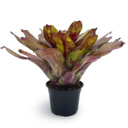 Neoregelia Lokelani x Super Cute Large 2