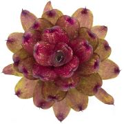 Neoregelia Lokelani x Super Cute Medium