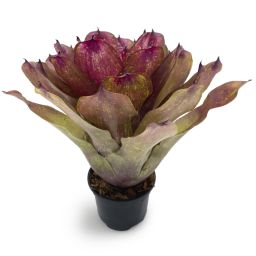 Neoregelia Lokelani x Super Cute Medium 4
