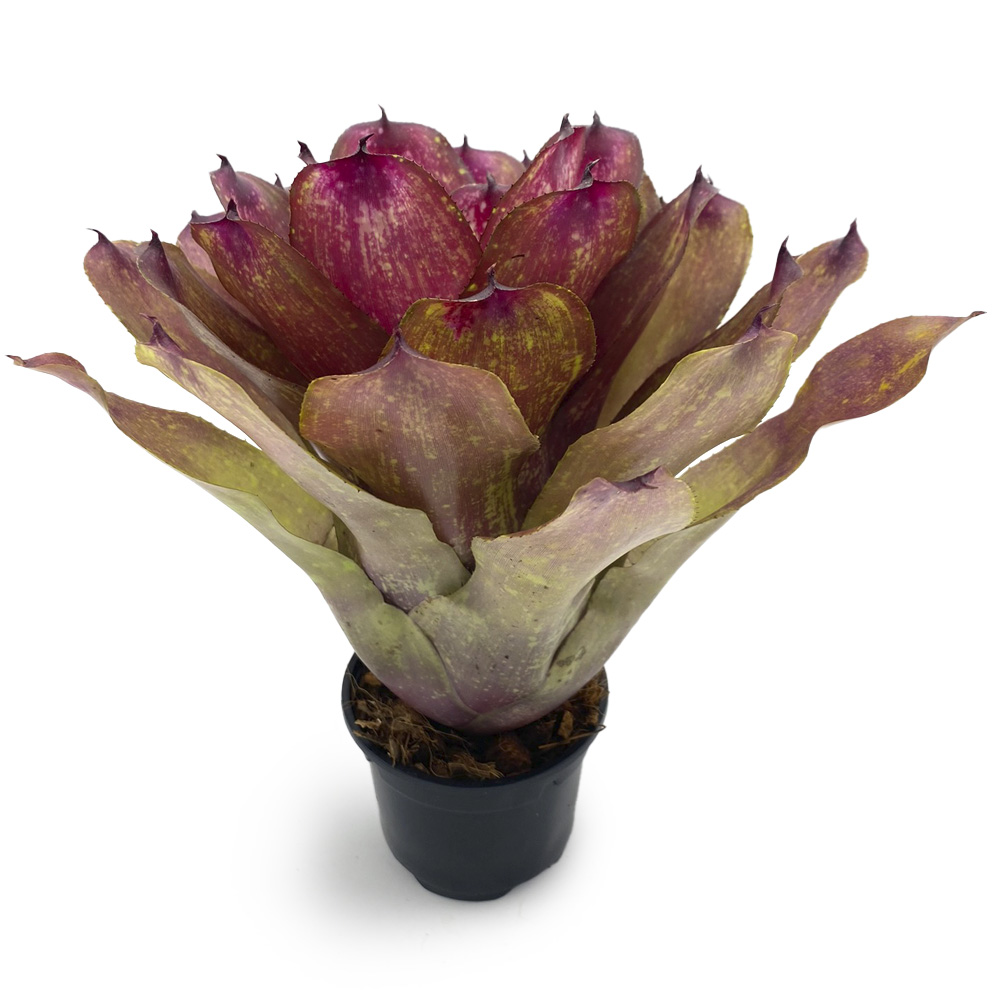 Neoregelia Lokelani x Super Cute Medium 4