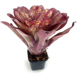 Neoregelia Lokelani x Super Cute Medium red 1