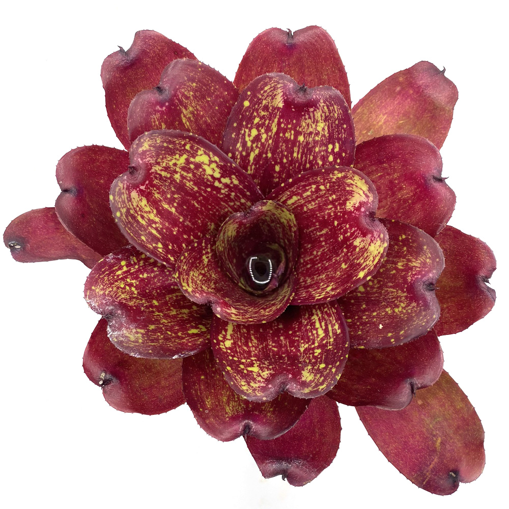 Neoregelia Lokelani x Super Cute Medium red