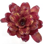 Neoregelia Lokelani x Super Cute Medium red