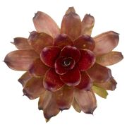 Neoregelia Lokelani x Super Cute