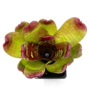 Neoregelia Maestra Vida 1