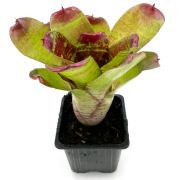 Neoregelia Maestra Vida 2