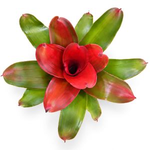 Neoregelia Medusa Spineless x Pink Debbie 1