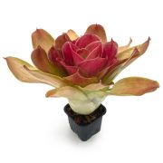 Neoregelia Medusa Spineless x Pink Debbie 3