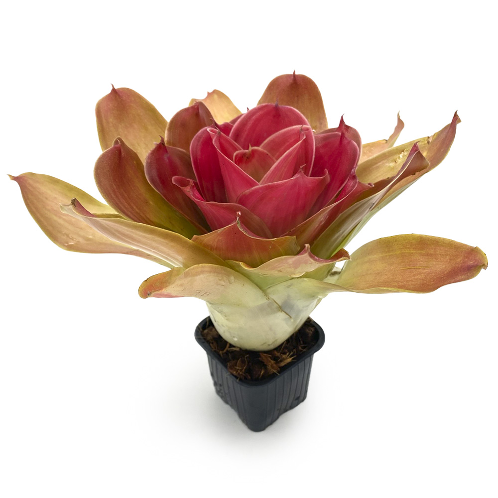 Neoregelia Medusa Spineless x Pink Debbie 3