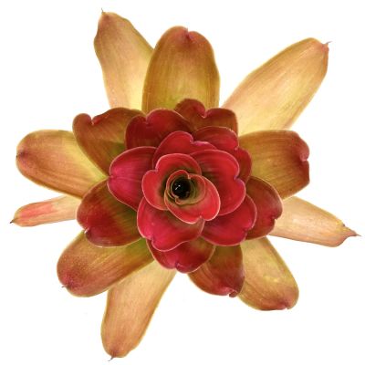 Neoregelia Medusa Spineless x Pink Debbie