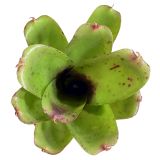 Neoregelia Micro EN 1