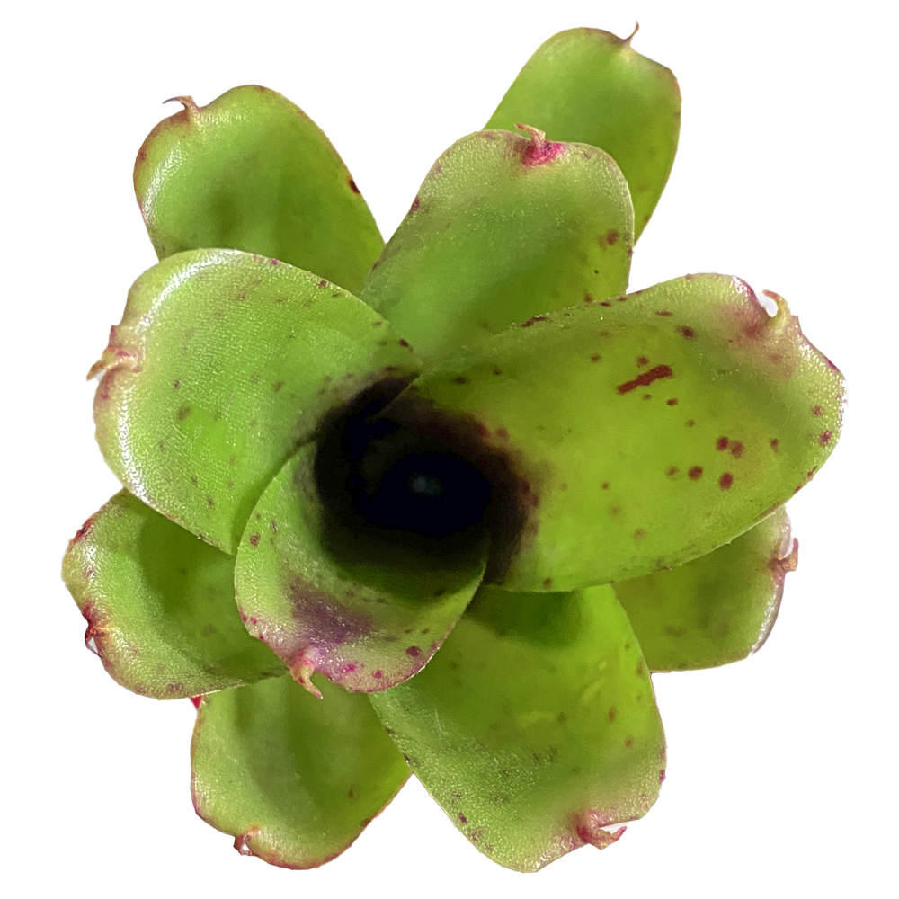 Neoregelia Micro EN 1