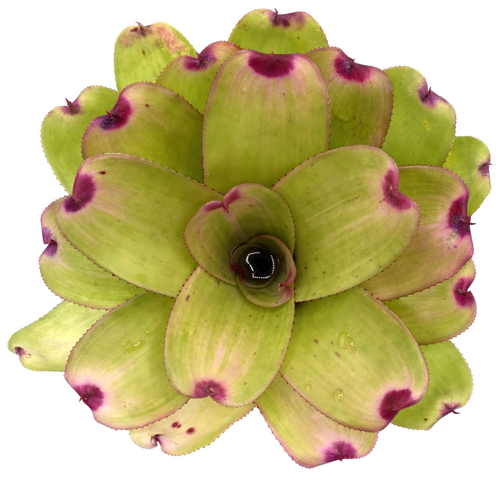 Neoregelia Mini Ninja 1