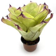 Neoregelia Ninja Hybrid 1